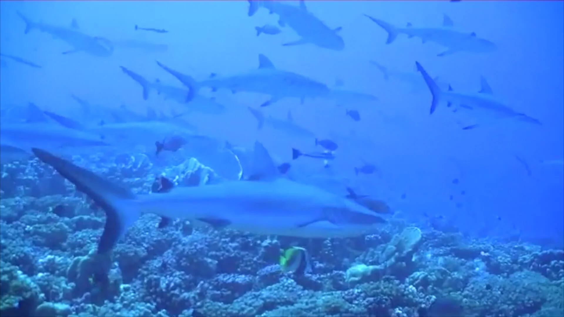 requins-gris-passe-de-tiputa-rangiroa.jpg (113 KB)