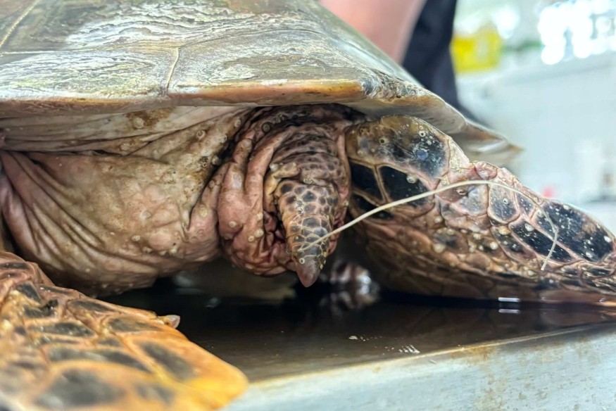 Victime des déchets humains : Une tortue verte meurt d'une hémorragie interne à la Presqu'île | 23.6 Radio